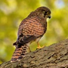 kestrel